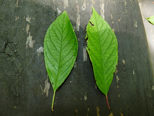 {Prunus americana}